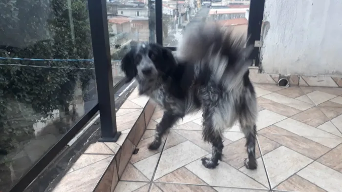 Cachorro ra a SRD-ViraLata idade 4 anos nome Skaye