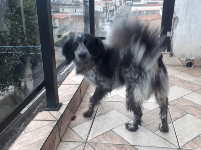 Cachorro ra a SRD-ViraLata idade 4 anos nome Skaye