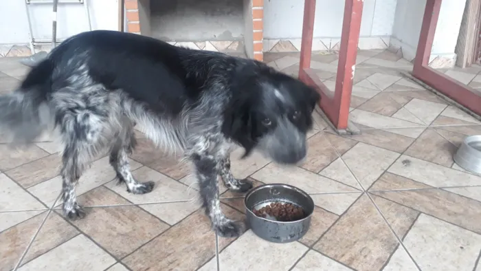 Cachorro ra a SRD-ViraLata idade 4 anos nome Skaye