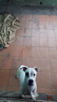 Lala 