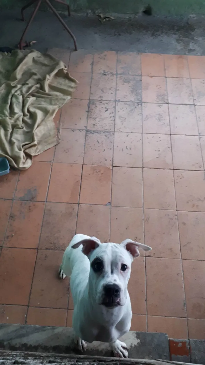 Cachorro ra a Boxer idade 2 a 6 meses nome Lala 