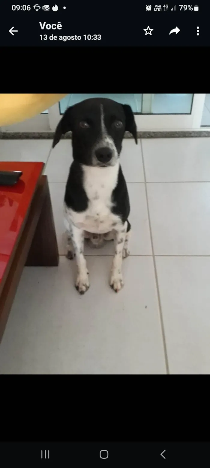 Cachorro ra a SRD-ViraLata idade 5 anos nome Pingo