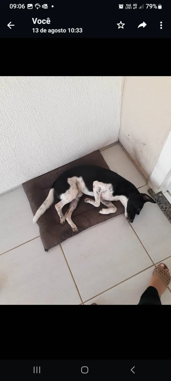 Cachorro ra a SRD-ViraLata idade 5 anos nome Pingo