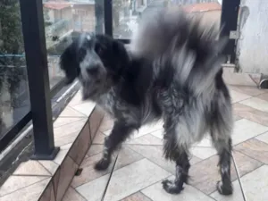 Cachorro raça SRD-ViraLata idade 4 anos nome Skaye