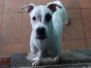 Cachorro raça Boxer idade 2 a 6 meses nome Lala 