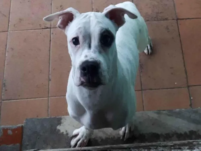 Cachorro ra a Boxer idade 2 a 6 meses nome Lala 