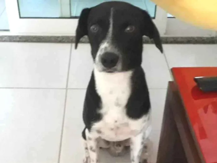 Cachorro ra a SRD-ViraLata idade 5 anos nome Pingo