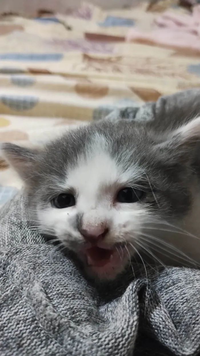 Gato ra a Vira lata  idade Abaixo de 2 meses nome João