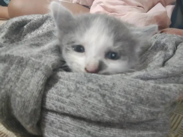 Gato ra a Vira lata  idade Abaixo de 2 meses nome João