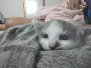 Gato raça Vira lata  idade Abaixo de 2 meses nome João