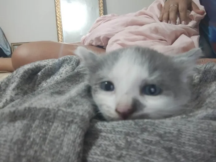 Gato ra a Vira lata  idade Abaixo de 2 meses nome João
