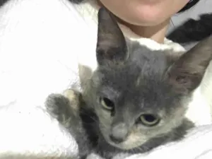 Gato raça SRD-ViraLata idade 2 a 6 meses nome MAFALDA