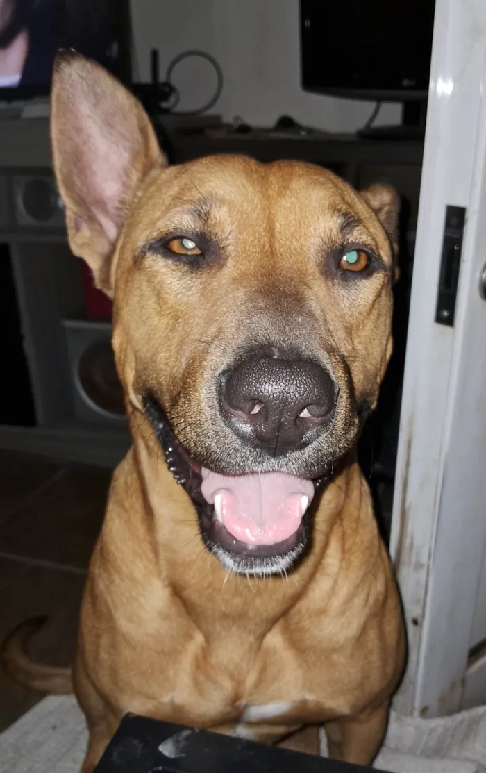 Cachorro ra a Pit-Bull idade 1 ano nome Não sei