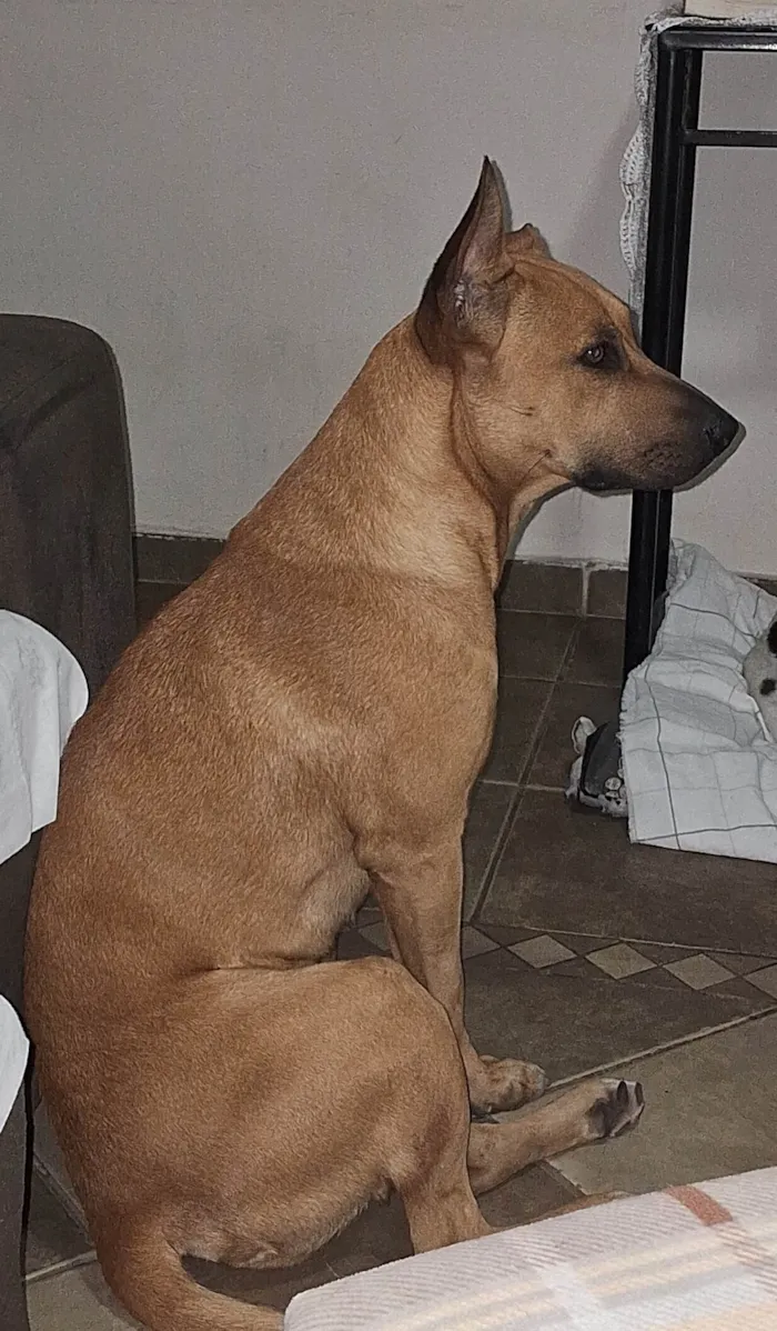 Cachorro ra a Pit-Bull idade 1 ano nome Não sei