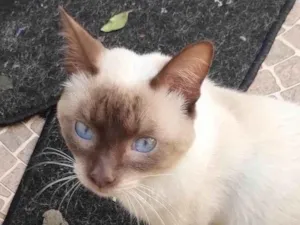 Gato raça SRD-ViraLata idade 1 ano nome SIRILINDO