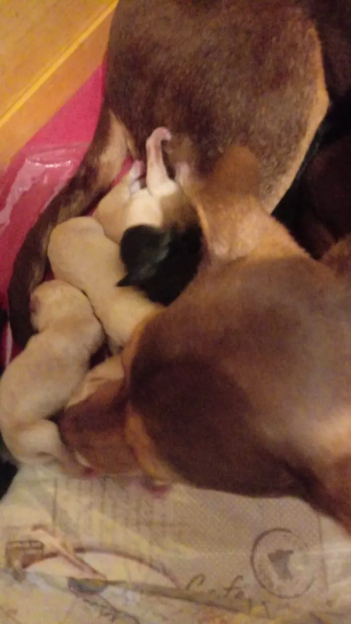 Cachorro ra a Mestiça podle com bigle idade Abaixo de 2 meses nome Xuxa.zeus, bombom,tata, Angelina, melinha