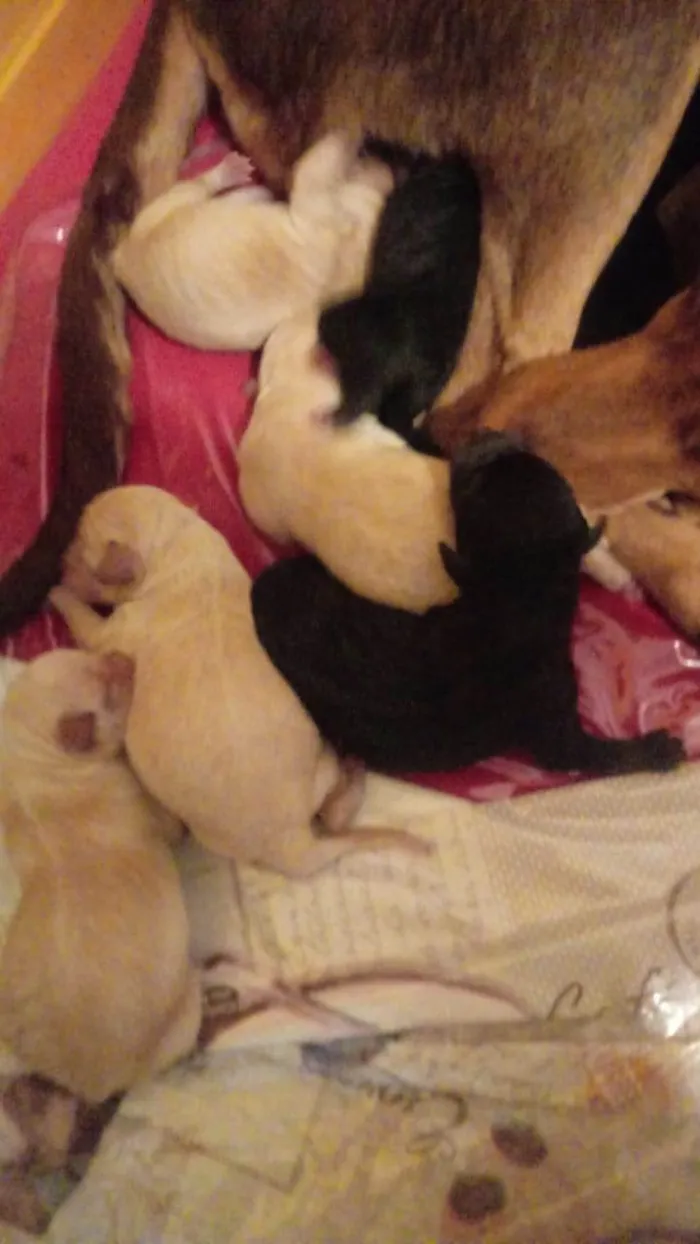 Cachorro ra a Mestiça podle com bigle idade Abaixo de 2 meses nome Xuxa.zeus, bombom,tata, Angelina, melinha