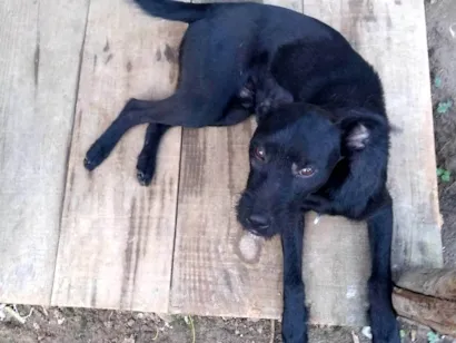 Cachorro raça Labrador  idade 2 a 6 meses nome Zeus