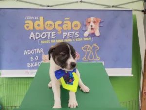 Cachorro raça SRD-ViraLata idade 2 a 6 meses nome FLOKINHO