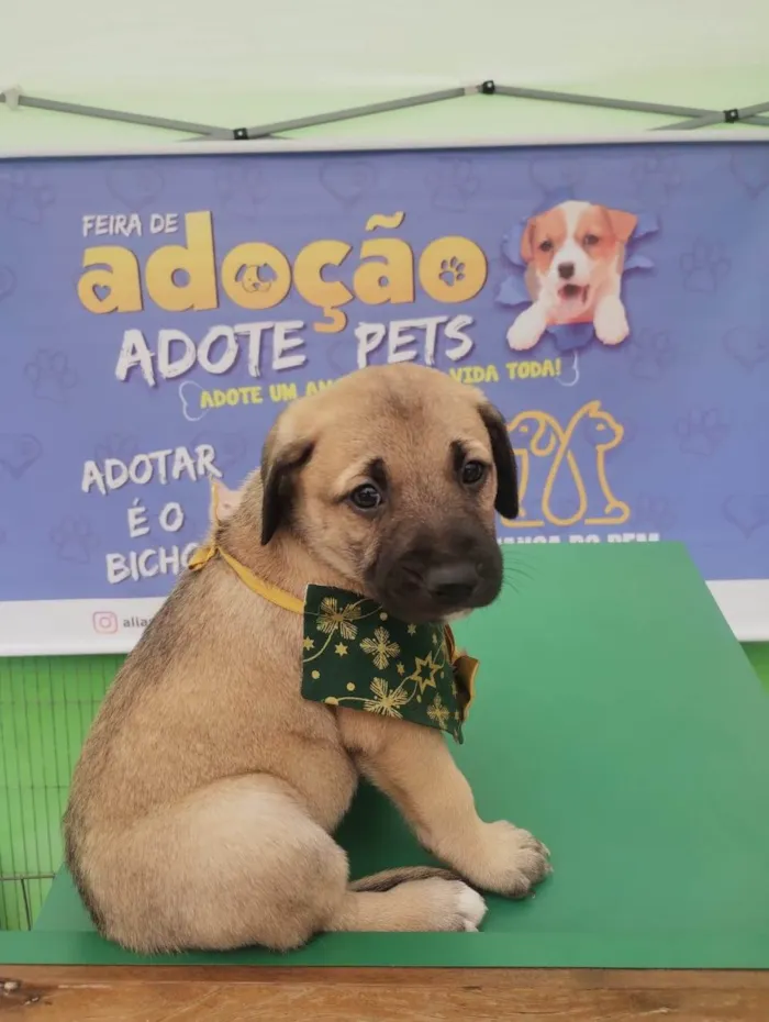 Cachorro ra a SRD-ViraLata idade Abaixo de 2 meses nome AMORA