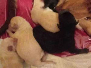 Cachorro raça Mestiça podle com bigle idade Abaixo de 2 meses nome Xuxa.zeus, bombom,tata, Angelina, melinha