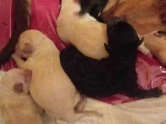 Cachorro ra a Mestiça podle com bigle idade Abaixo de 2 meses nome Xuxa.zeus, bombom,tata, Angelina, melinha