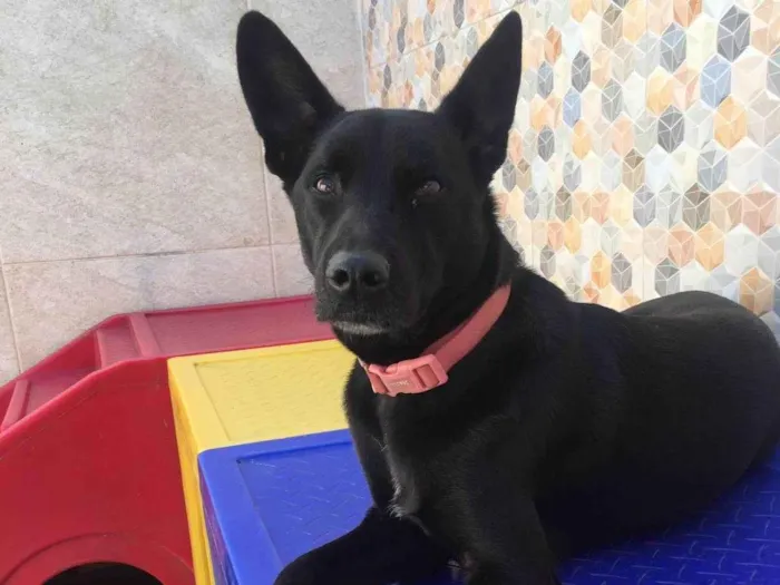 Cachorro ra a SRD-ViraLata idade 3 anos nome APOLLO