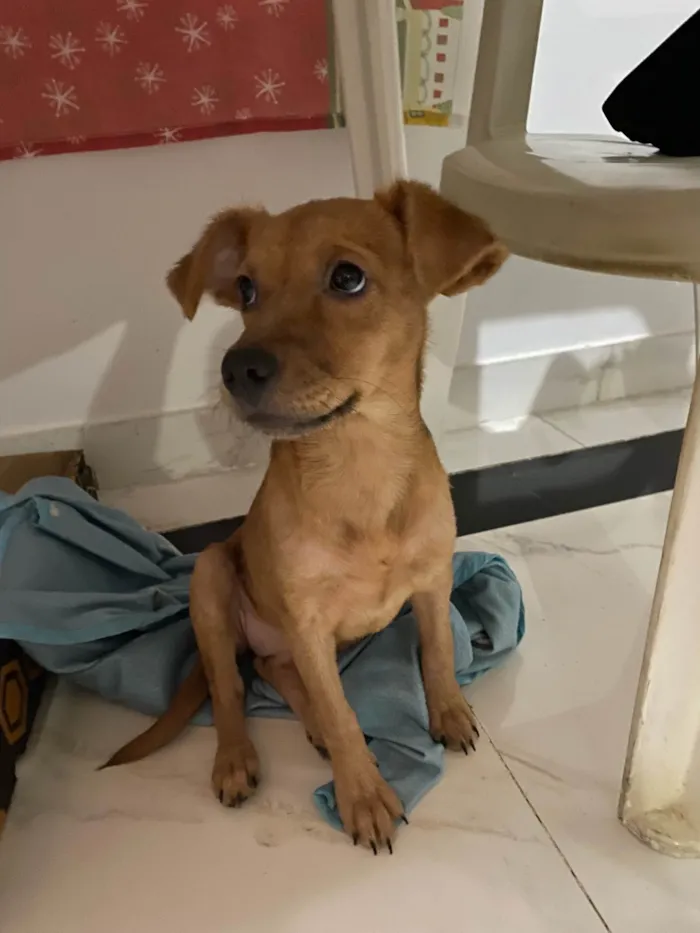 Cachorro ra a SRD-ViraLata idade 2 a 6 meses nome Amora