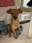 Amora