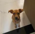 Amora
