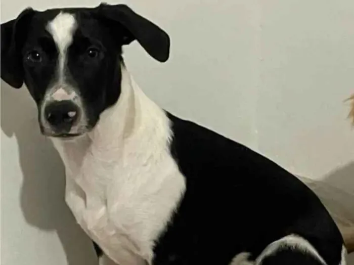 Cachorro ra a SRD-ViraLata idade 2 anos nome TÔNICO