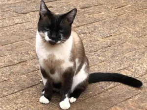Gato raça SRD-ViraLata idade 2 anos nome LAURETA