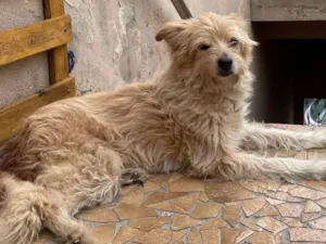 Cachorro raça SRD-ViraLata idade 6 ou mais anos nome Mandioca