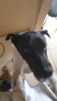 BOB