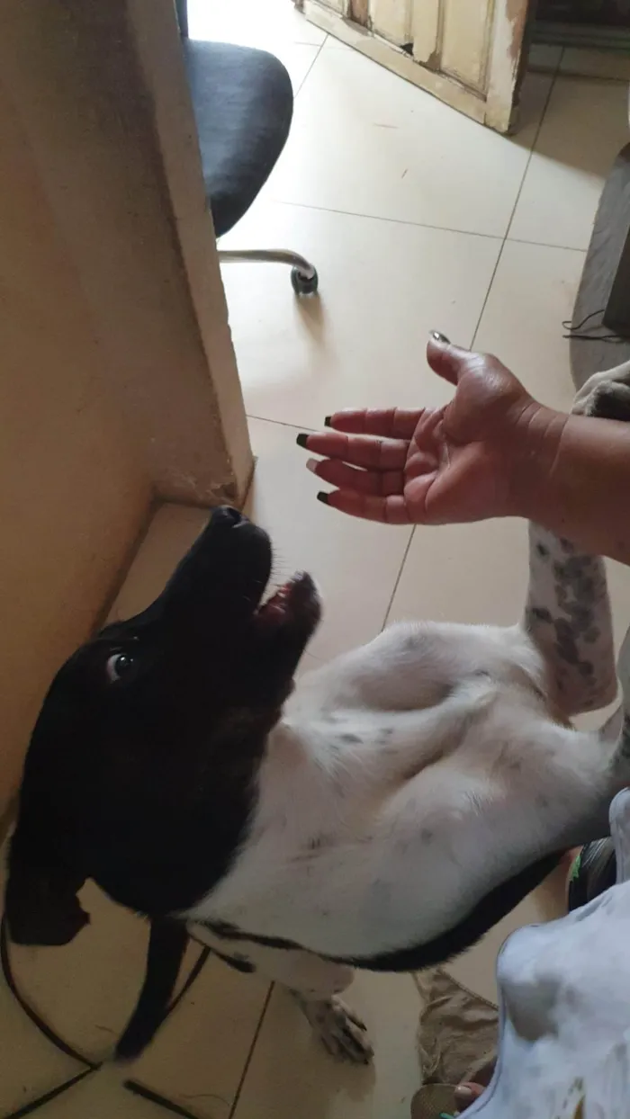 Cachorro ra a SRD-ViraLata idade 2 a 6 meses nome BOB