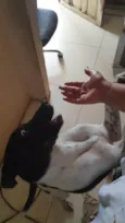 BOB