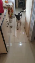 BOB