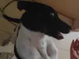 BOB