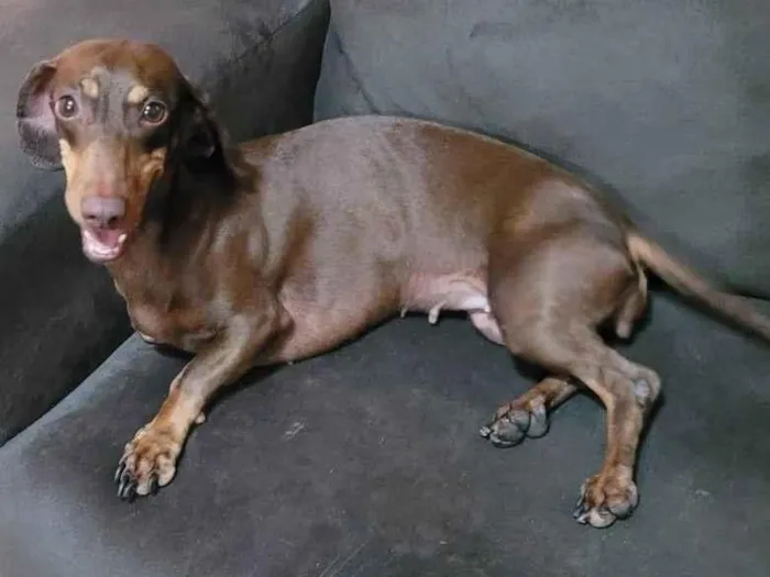 Cachorro ra a Basset idade 4 anos nome Luna