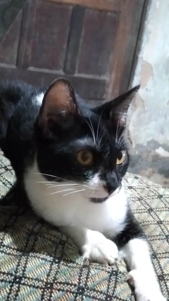Gato ra a SRD-ViraLata idade 5 anos nome Ivi