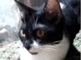 Ivi