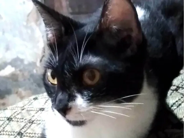 Gato ra a SRD-ViraLata idade 5 anos nome Ivi