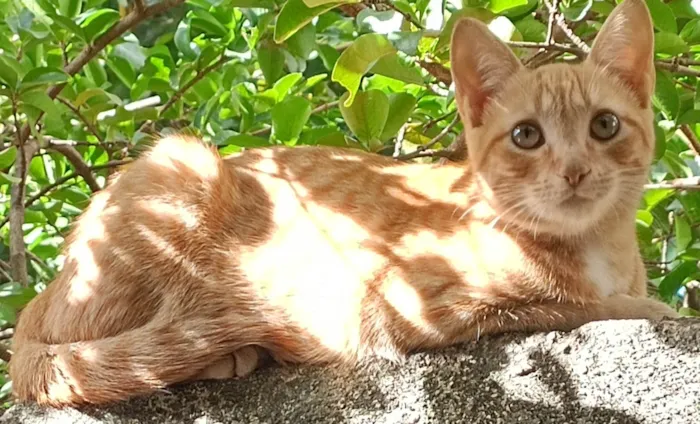 Gato ra a SRD-ViraLata idade 7 a 11 meses nome Lindinha