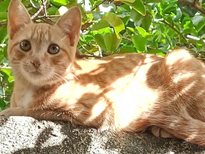 Gato ra a SRD-ViraLata idade 7 a 11 meses nome Lindinha