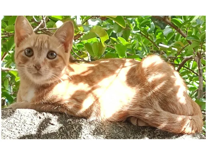 Gato ra a SRD-ViraLata idade 7 a 11 meses nome Lindinha