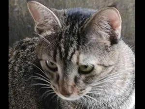 Cachorro raça SRD-ViraLata idade 1 ano nome Susi