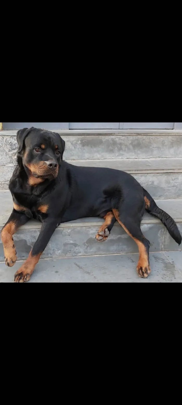 Cachorro ra a Rottweiler idade 5 anos nome Punk