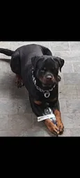 Punk
