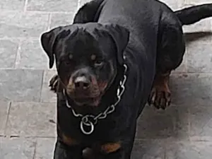 Cachorro raça Rottweiler idade 5 anos nome Punk