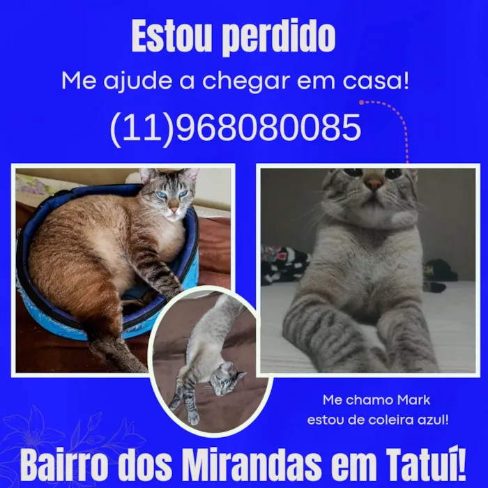 Gato ra a SRD-ViraLata idade 4 anos nome Mark